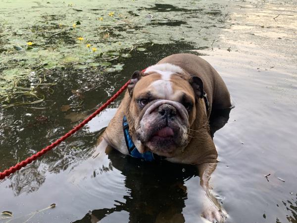 /Images/uploads/Long Island Bulldog Rescue/LIBR-2025-Calendar/entries/33532.jpg